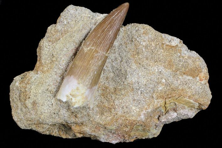 Fossil Plesiosaur (Zarafasaura) Tooth In Sandstone - Morocco #70301